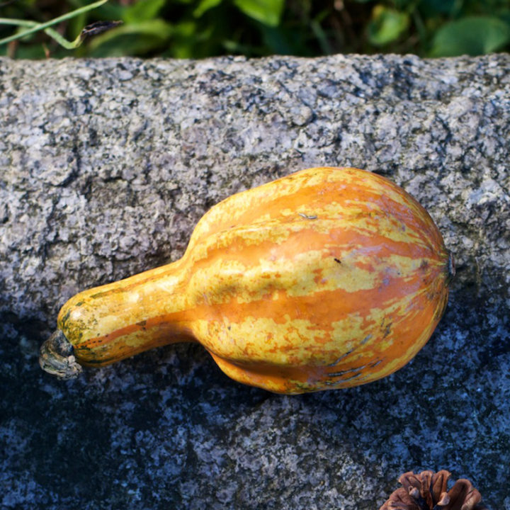 Zucche … che passione!