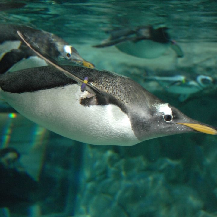 Acquario di Genova, danze sott’acqua